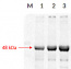 RPN6 | 26S proteasome non-ATPase regulatory subunit 9 (A,thaliana)